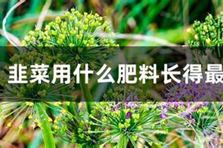韭菜用什么肥料长得最好,种韭菜怎么选择肥料