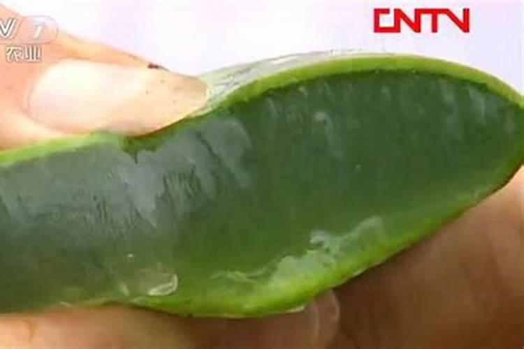 芦荟用什么肥料好