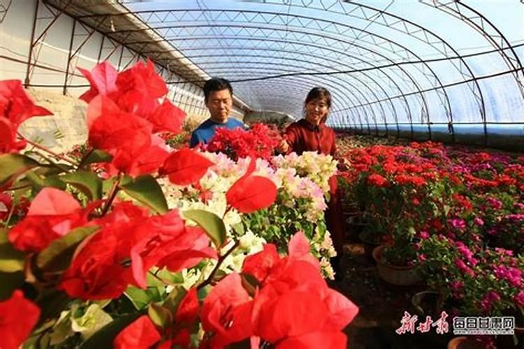 叶面肥追肥效果怎么样？蔬果专用叶面肥？优质叶面肥生产厂家？