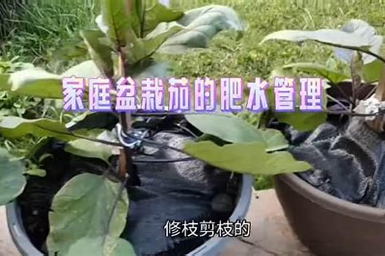 夏播露地茄子高产栽培技术 茄子怎么进行肥水管理