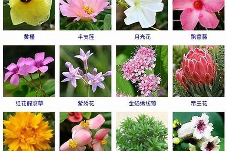 钾肥对哪些花卉好