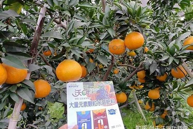 桃树如何施肥可以增产收益？