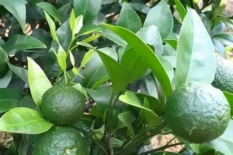 砂糖橘放哪种肥料生长最好,果子最甜
