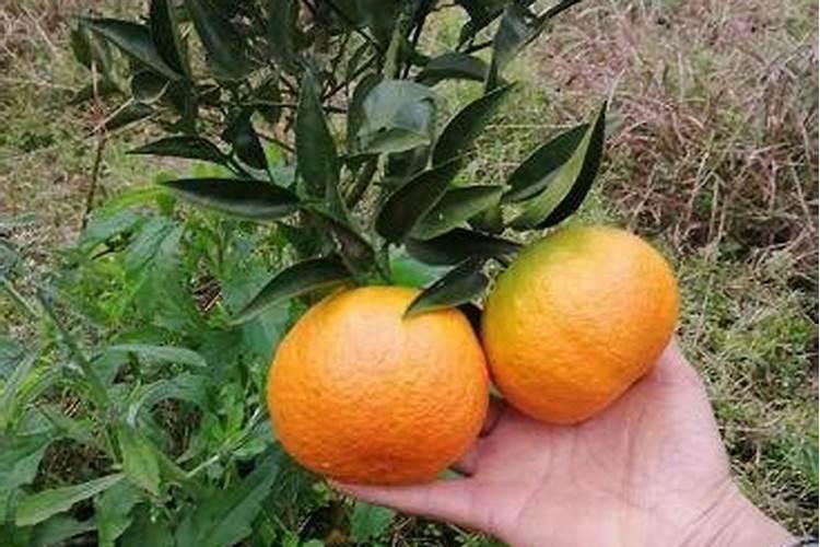 砂糖橘用什么肥料好