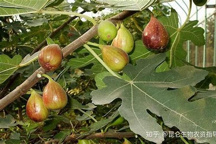 无花果结果期间施什么肥