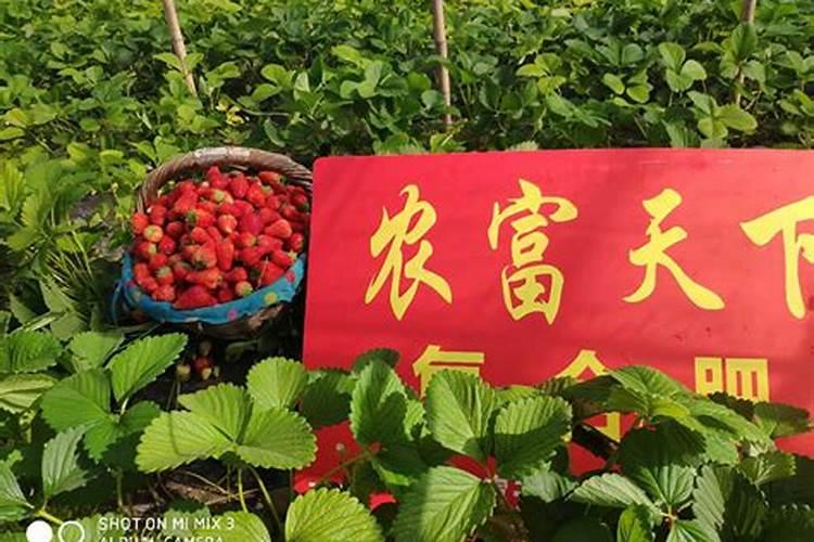 微量元素缺乏的症状