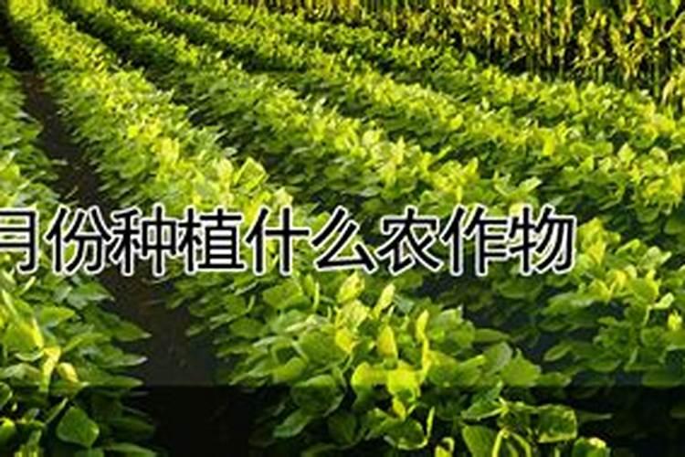 碳酸氢铵能否随水冲施(碳铵可以浇水时冲施使用吗)