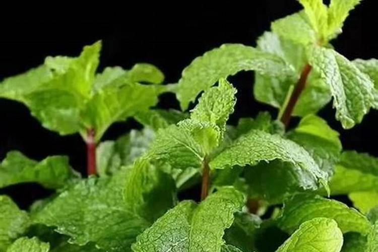 薄荷需要哪些肥料
