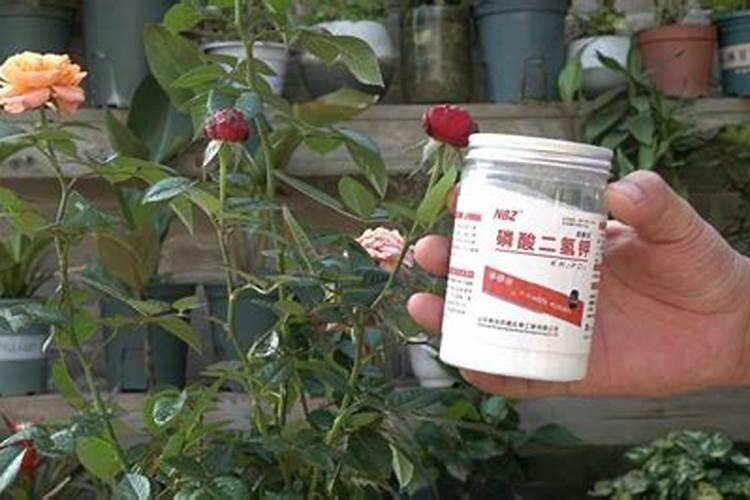 肥料叶面喷施跟灌根哪个好