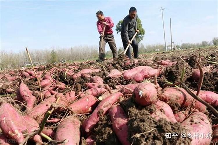红薯配套种植技术 红薯怎么高产养殖