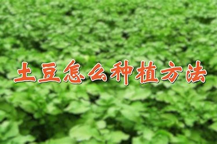煮熟的红豆能做花肥吗