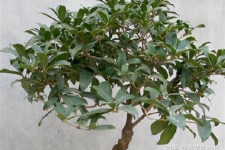 桂花蔫了怎么回事