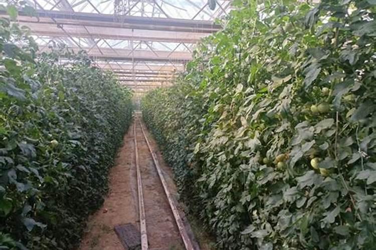 种植油菜为什么要施硼肥 油菜啥时候施硼肥好