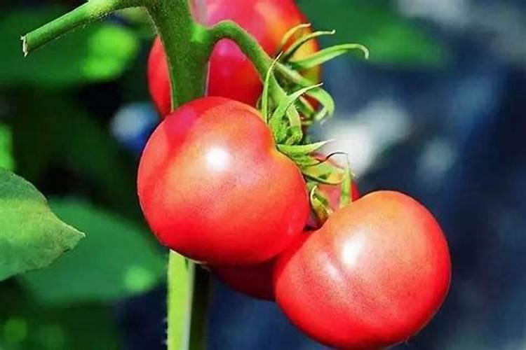 西红柿使用什么肥料最好