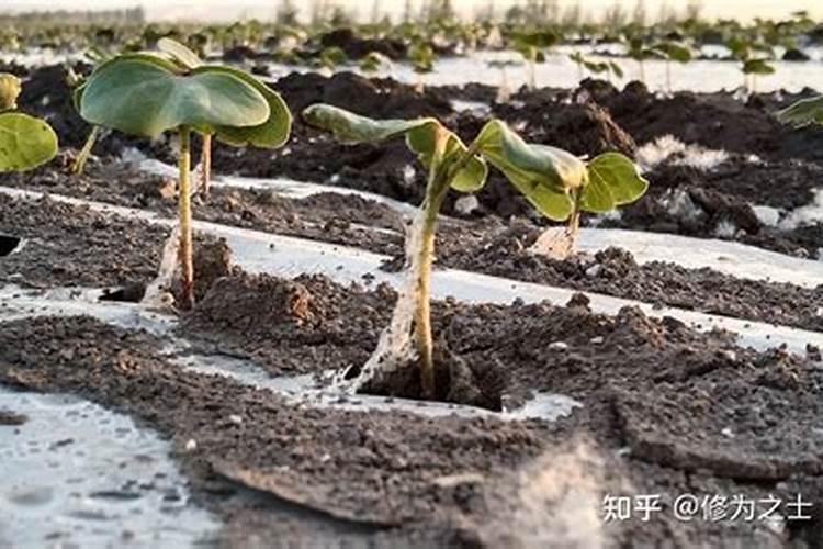 西红柿蹲苗期怎样管理
