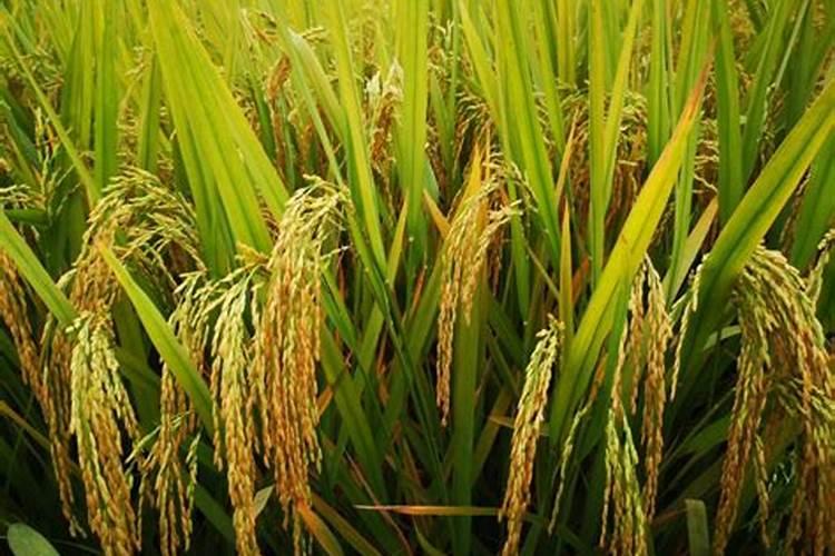 全国 一亩水稻平均【氮磷钾】化肥用量是多少？？