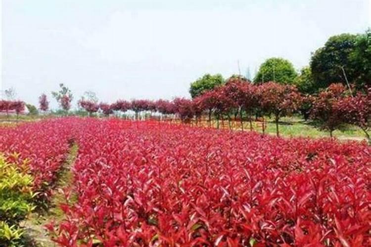 植物根系不发达缺什么肥呢？