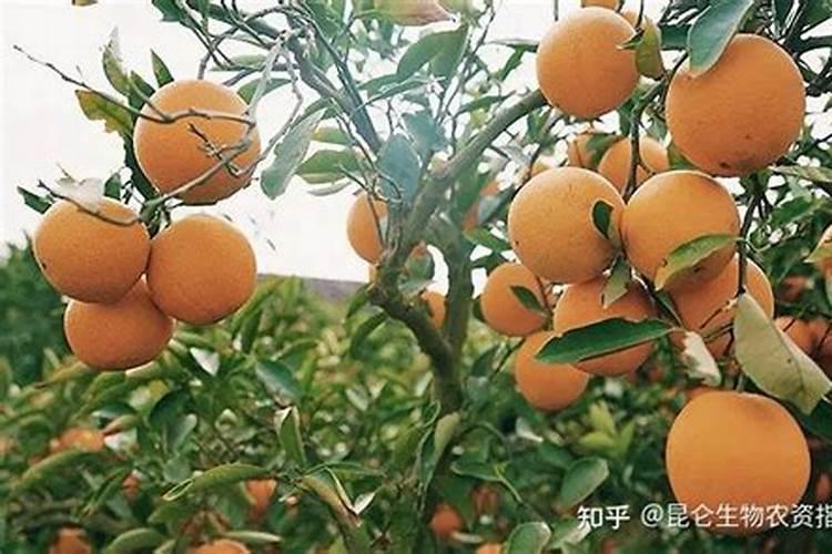 橙子施肥时间和方法