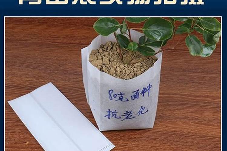 甜栗南瓜栽培要注意些什么