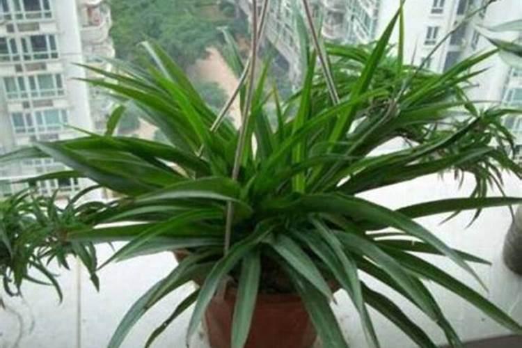 怎么种植多肉植物