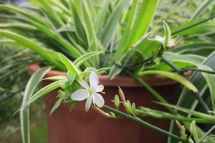 怎么种植多肉植物
