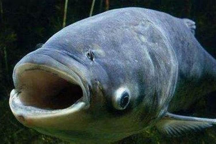 肥头鱼价值多少一斤