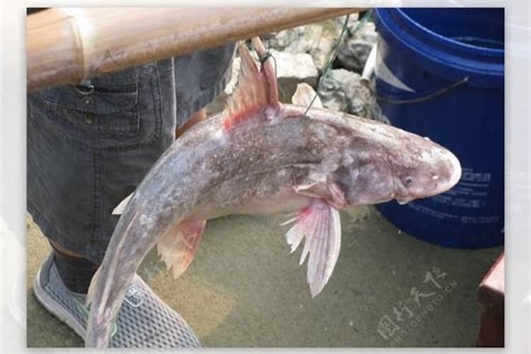 鮰鱼是什么鱼 鮰鱼的营养价值和美食做法