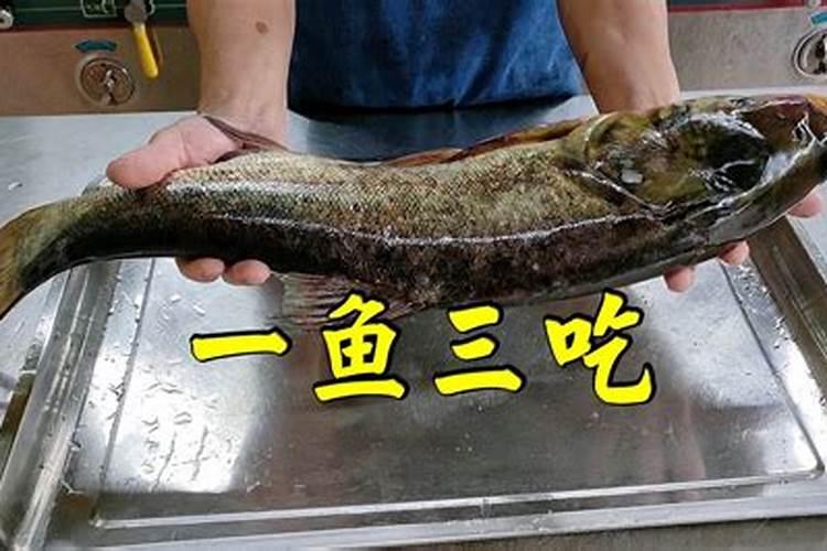 塘鲺和鮰鱼的区别