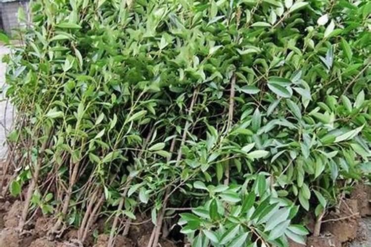 冬青小苗种植技术要点有哪些