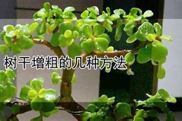 什么肥料可使树干粗壮