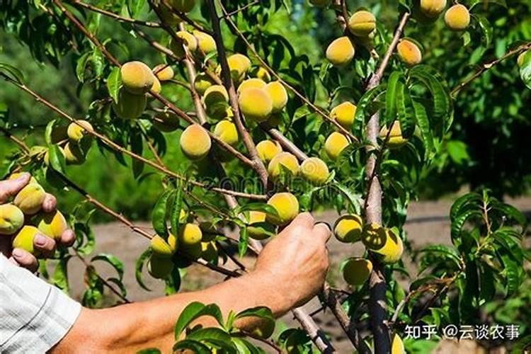 君子兰喂黄豆怎么喂