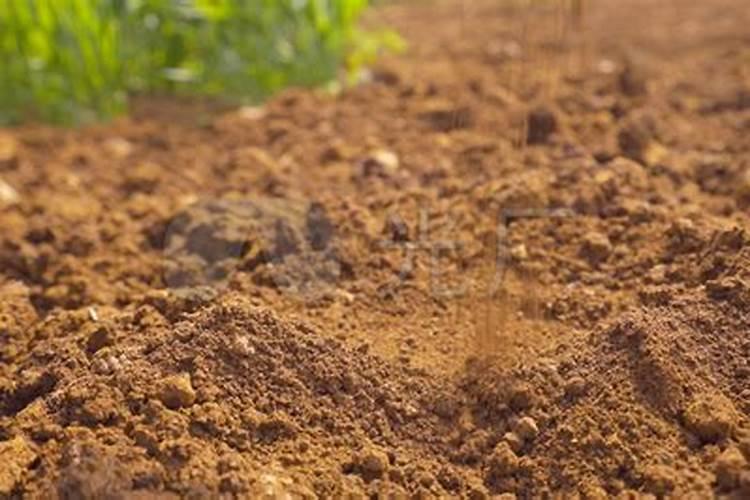 松针土适合种什么菜