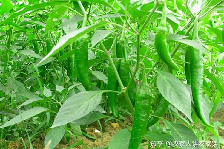 栽辣椒方法和注意事项