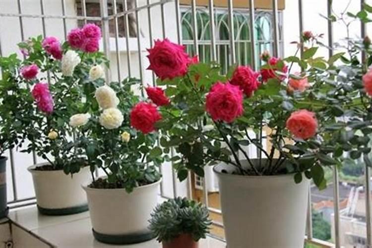 给月季和栀子花咋样施磷酸二氢钾肥