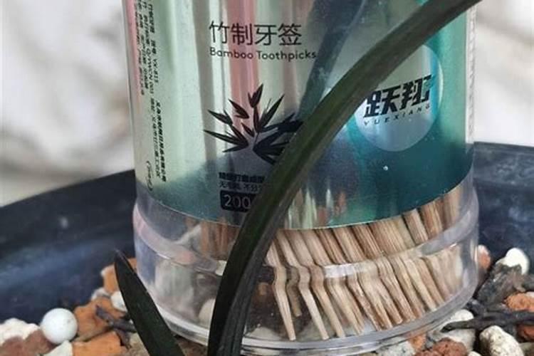 蕙兰如何复壮,牙签苗怎么复壮