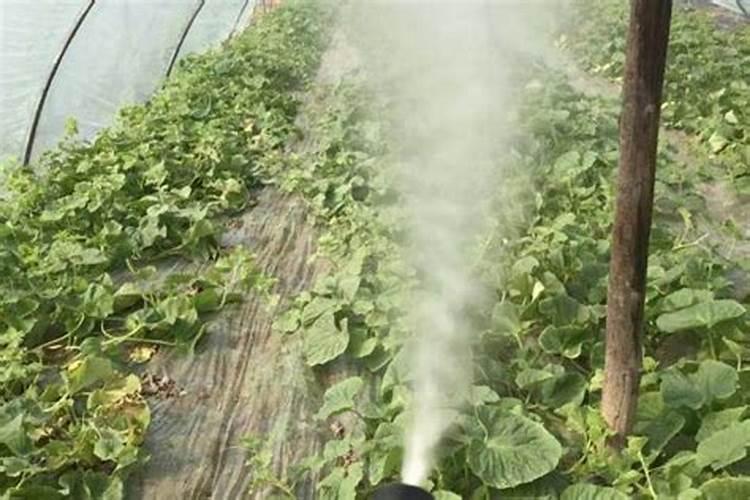 芸苔素打多了会怎么样 有哪些副作用