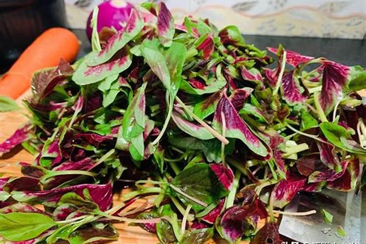 苋菜早熟栽培的技术关键是什么？