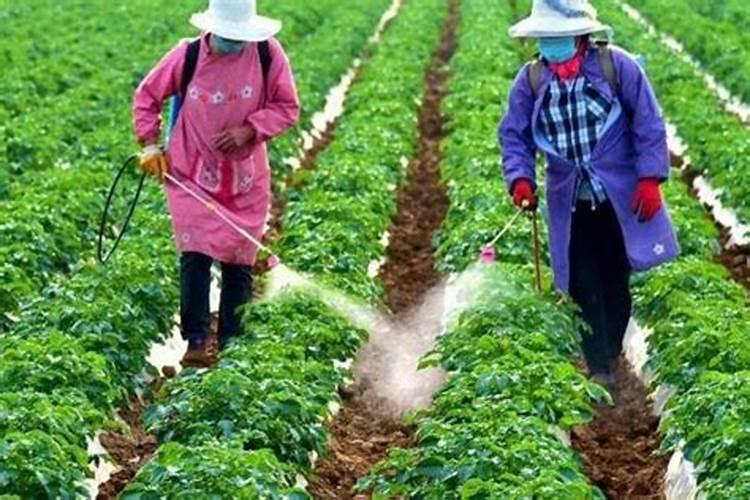 香菜追肥应该施什么肥料最好(香菜施什么肥料长得快)