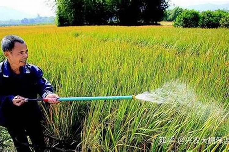 大白菜需要追肥几次,该如何选择肥料？