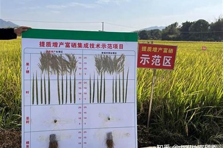 绿色优质富硒大米想要高产,种植技巧都有哪些？