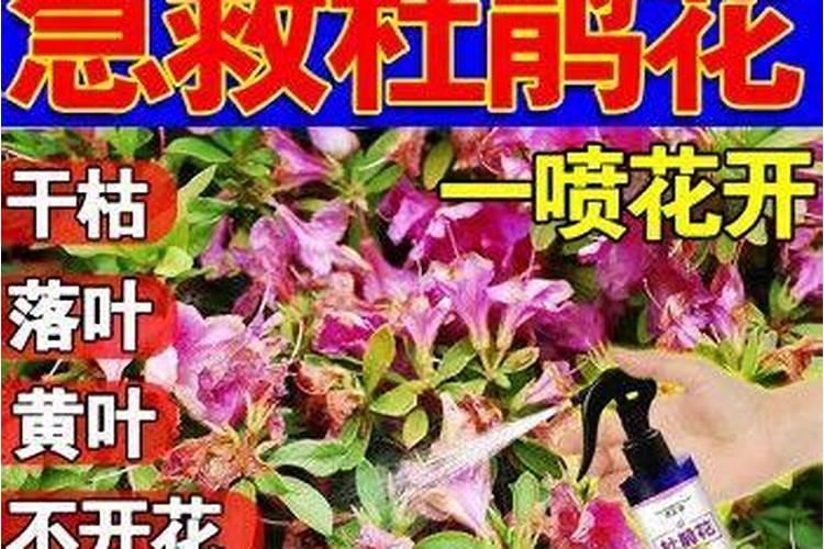 春季杜鹃花的养殖方法和注意事项