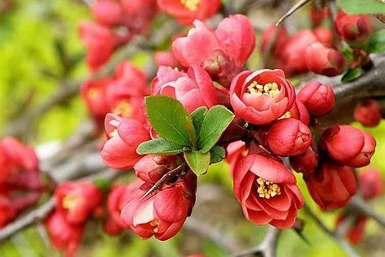 贴梗海棠的花期调控