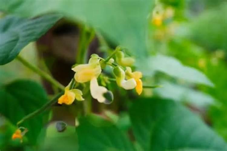 四季豆开花时施什么肥