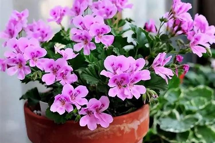 有哪些花需要钾肥