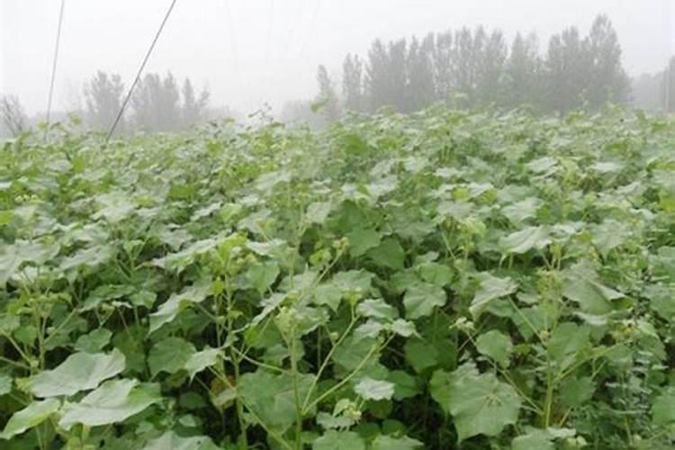 芝麻茎点枯病发病症状 有哪些防治措施