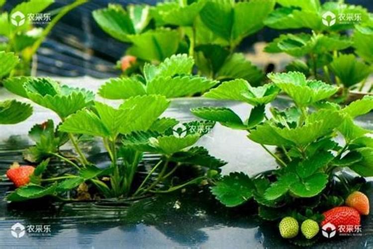 草莓育苗后期应该如何施肥？需要打“送嫁药”吗？