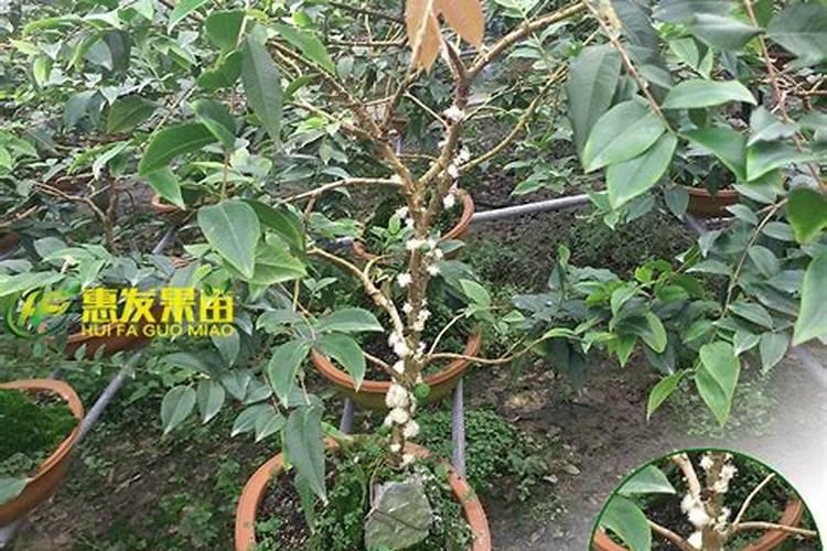 嘉宝果怎样施肥才正确