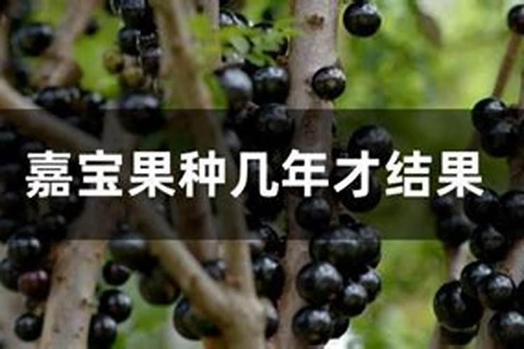 嘉宝果怎样施肥才正确