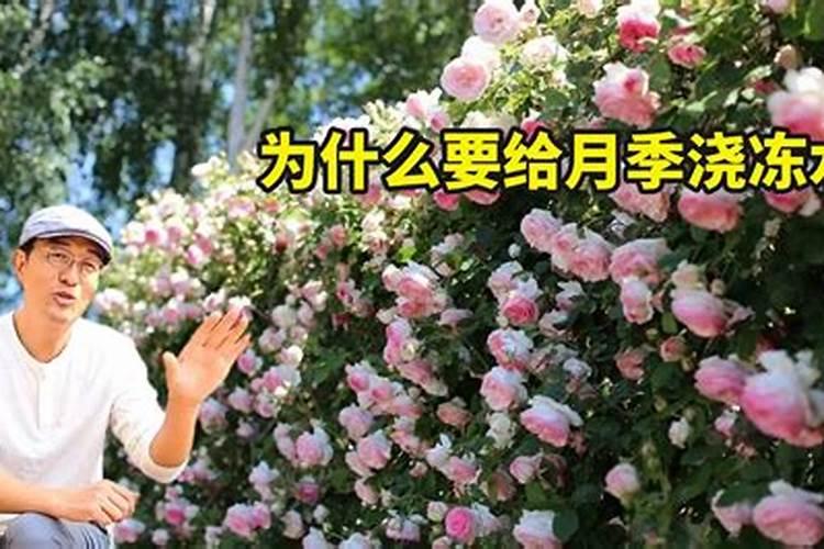 如何给月季花施肥