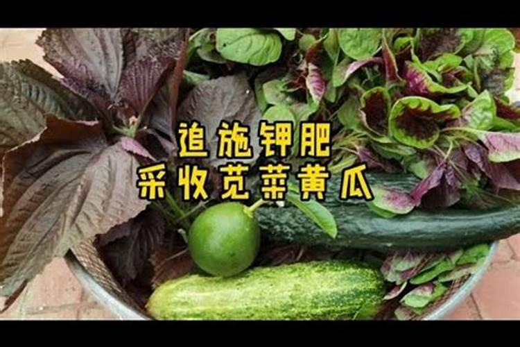 茄子施肥注意事项 茄子应该怎么施肥